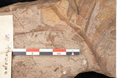 Foto (Detailansicht) von Podozamites malvernicus Ettingshausen (NHMW-GEO-2024-0188-10326)